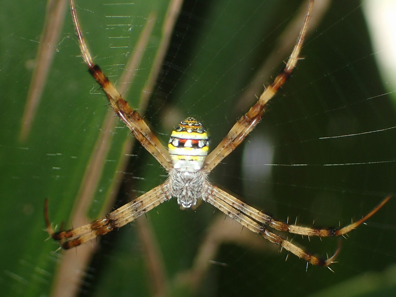 Argiope versicolor Argiope versicolor